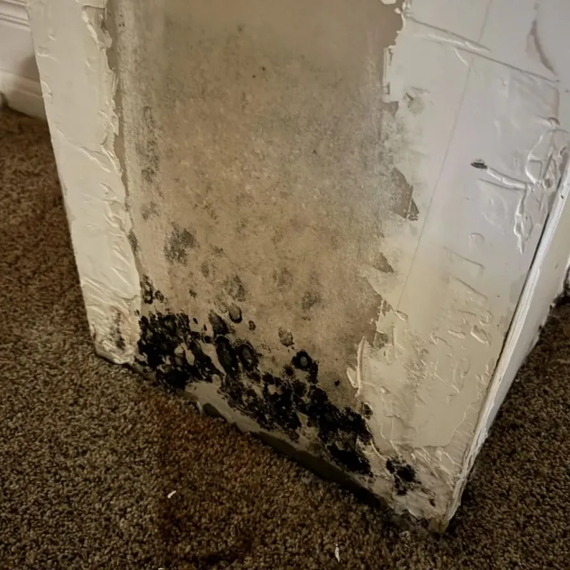Professional Mold Removal in Bluffton, IN